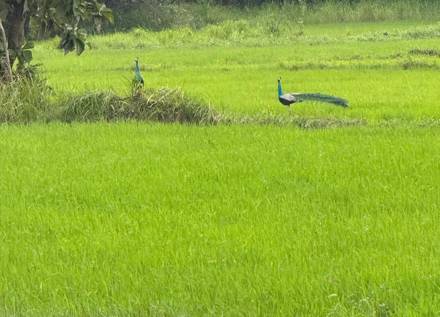 Serene Sigiriya Hotel